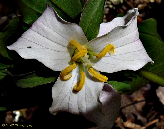{Trillium catesbaei}